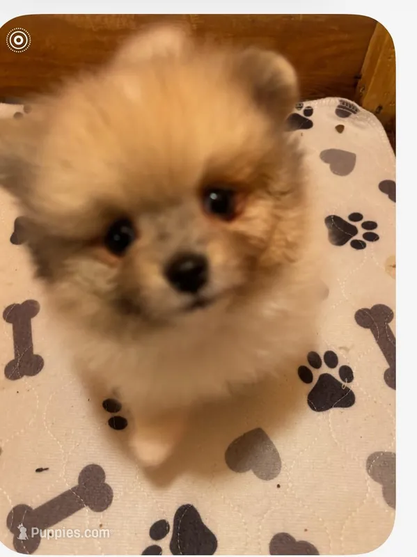Female toy merle Pomeranian  – Pomeranian puppy for sale in Bakersfield, CA