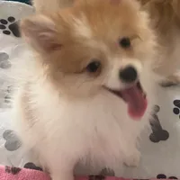 Toy male Pomeranian, a male Pomeranian for sale in Bakersfield, CA – Photo 1 of 3