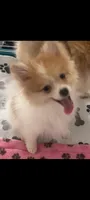 Toy male Pomeranian, a male Pomeranian for sale in Bakersfield, CA – Photo 1 of 3