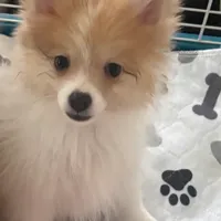 Toy male Pomeranian, a male Pomeranian for sale in Bakersfield, CA – Photo 2 of 3