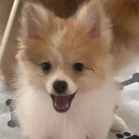 Toy male Pomeranian, a male Pomeranian for sale in Bakersfield, CA – Photo 3 of 3