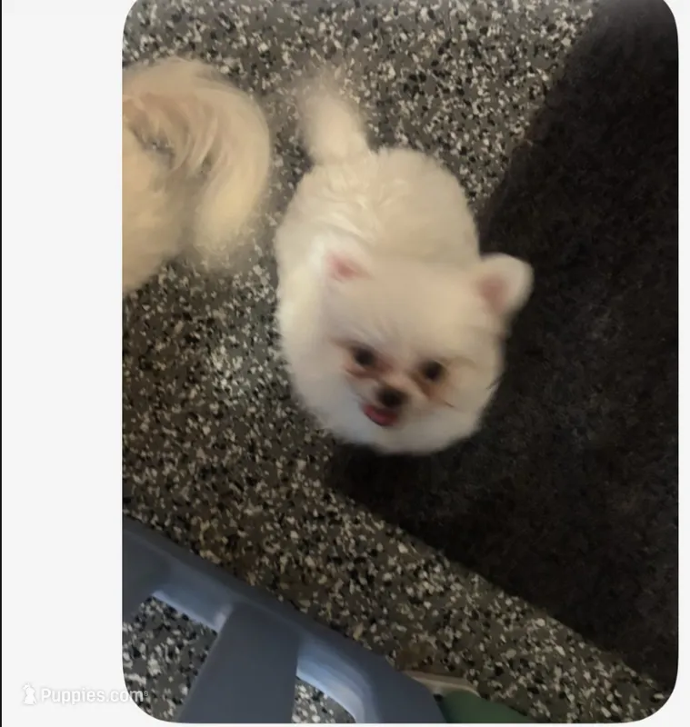 Tiny teacup male Maltese poodle  – Maltese, Poodle - Miniature  puppy for sale in Bakersfield, CA