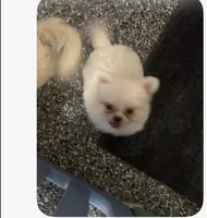 Tiny teacup male Maltese poodle , a male Maltese and Poodle - Miniature  for sale in Bakersfield, CA – 1 of 1