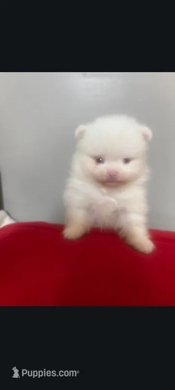 Small toy male Pomeranian merle  – Pomeranian puppy for sale in Bakersfield, CA