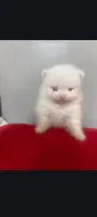 Small toy male Pomeranian merle , a male Pomeranian for sale in Bakersfield, CA – 1 of 1