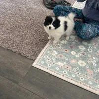 Toy male Pomeranian, a male Pomeranian for sale in Bakersfield, CA – Photo 2 of 2