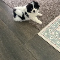 Toy male Pomeranian, a male Pomeranian for sale in Bakersfield, CA – Photo 1 of 2