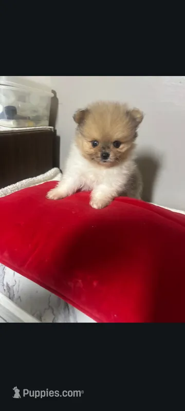 Male small teacup Pomeranian merle  – Pomeranian puppy for sale in Bakersfield, CA