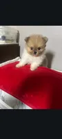 Male small teacup Pomeranian merle , a male Pomeranian for sale in Bakersfield, CA – 1 of 1