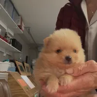 Male teacup Pomeranian, a male Pomeranian for sale in Bakersfield, CA – Photo 2 of 2