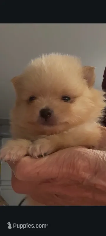 Male teacup Pomeranian