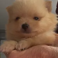 Male teacup Pomeranian, a male Pomeranian for sale in Bakersfield, CA – Photo 1 of 2