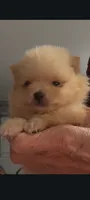 Male teacup Pomeranian, a male Pomeranian for sale in Bakersfield, CA – Photo 1 of 2