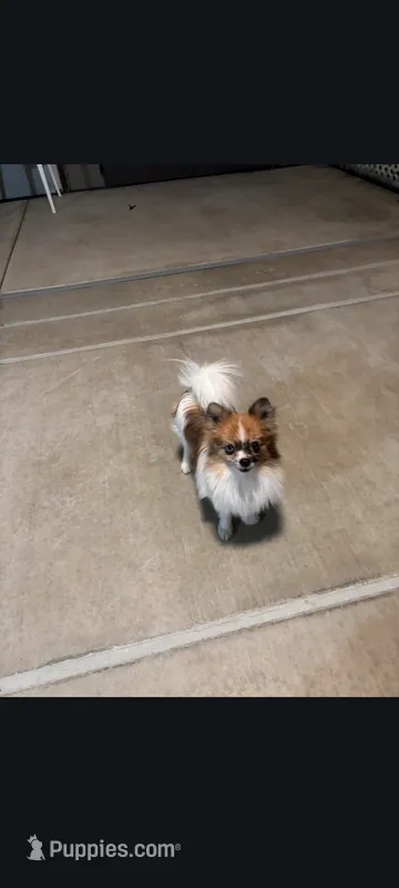 Female toy merle Pomeranian  – Pomeranian puppy for sale in Bakersfield, CA
