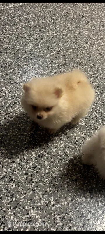Female tiny teacup Pomeranian