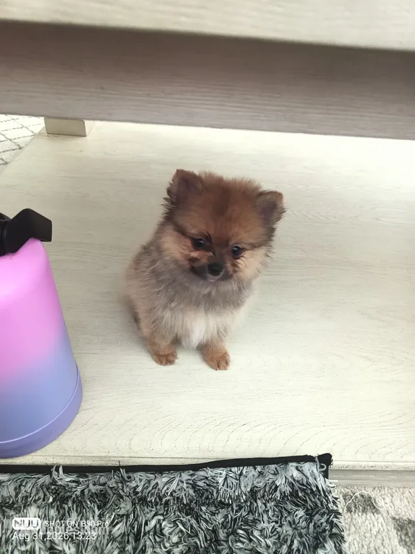 Toy merle Pomeranian  – Pomeranian puppy for sale in Bakersfield, CA