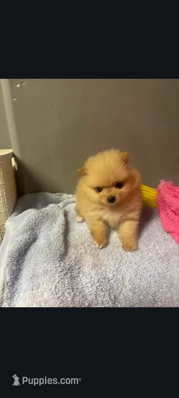 Small toy teacup Pomeranian