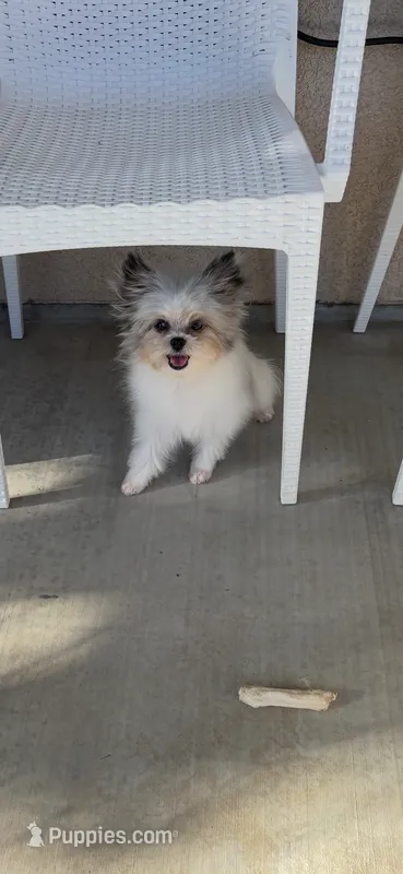 Pacman   – Pomeranian puppy for sale in Bakersfield, CA