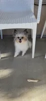 Pacman  , a male Pomeranian for sale in Bakersfield, CA – 1 of 1