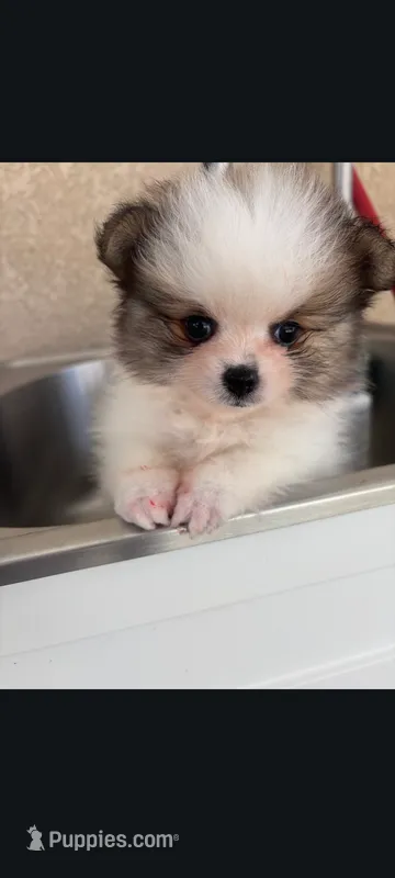 Pom merle  – Pomeranian puppy for sale in Bakersfield, CA