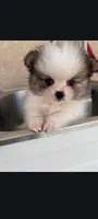 Pom merle , a male Pomeranian for sale in Bakersfield, CA – 1 of 2