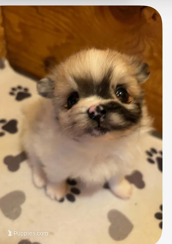 Female toy merle Pomeranian  – Pomeranian puppy for sale in Bakersfield, CA