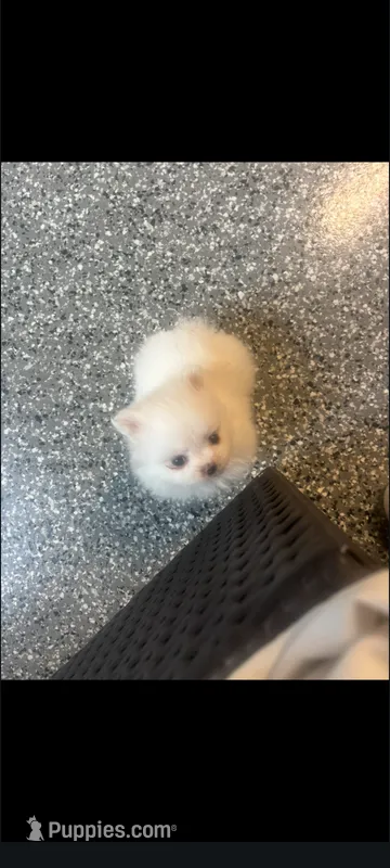 Small teacup male Pomeranian merle , a male Pomeranian for sale in Bakersfield, CA – 1 of 1