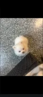 Small teacup male Pomeranian merle , a male Pomeranian for sale in Bakersfield, CA – 1 of 1
