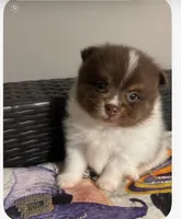 Toy male merle Pomeranian , a female Pomeranian for sale in Bakersfield, CA – 1 of 1