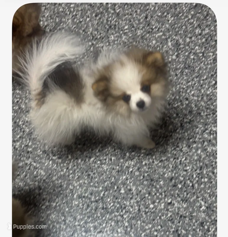 Pom merle  – Pomeranian puppy for sale in Bakersfield, CA