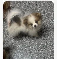 Pom merle , a male Pomeranian for sale in Bakersfield, CA – 1 of 1
