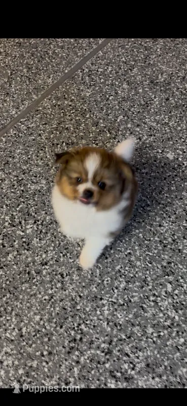 Male toy  peeka Pomeranian  – Pomeranian, Peek-A-Pom puppy for sale in Bakersfield, CA