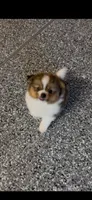 Male toy  peeka Pomeranian , a male Pomeranian and Peek-A-Pom for sale in Bakersfield, CA – 1 of 1