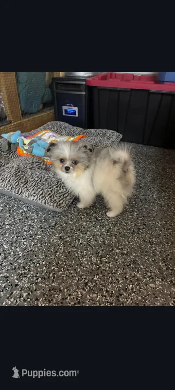 Pacman   – Pomeranian puppy for sale in Bakersfield, CA