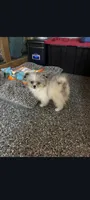 Pacman  , a male Pomeranian for sale in Bakersfield, CA – 1 of 1