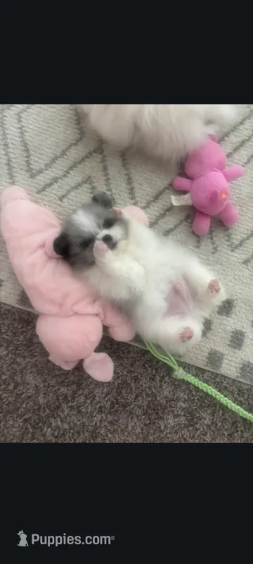 Peeka pom merle  – Pomeranian, Peek-A-Pom puppy for sale in Bakersfield, CA