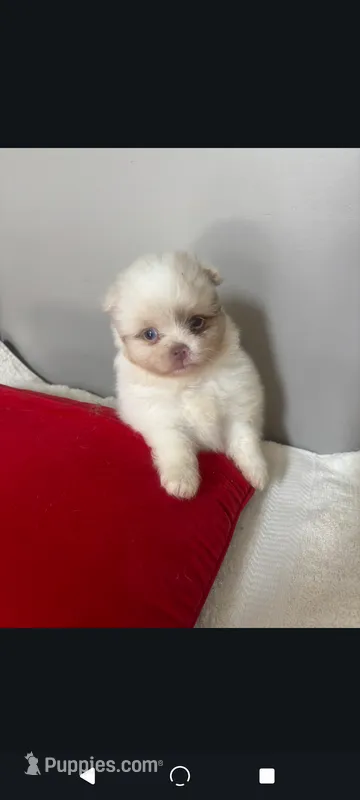 Toy male Pomeranian merle , a male Pomeranian for sale in Bakersfield, CA – 1 of 1