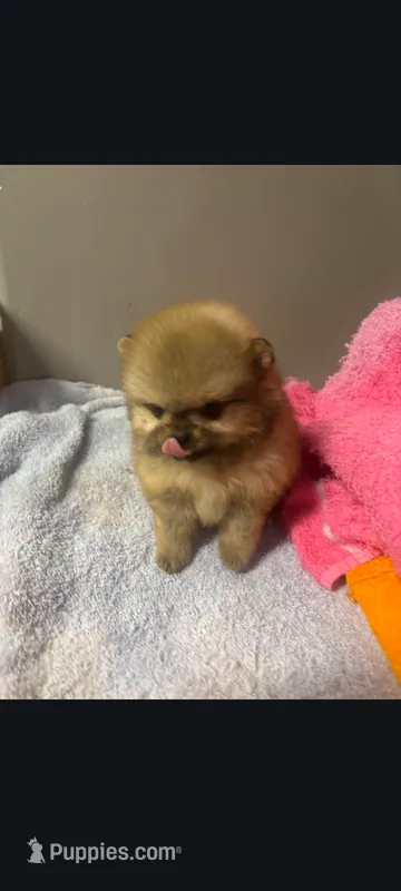 Small toy teacup Pomeranian