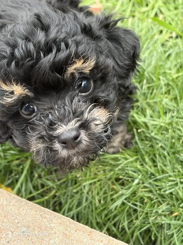 Tucker – Havapoo puppy for sale in Colorado Springs, CO