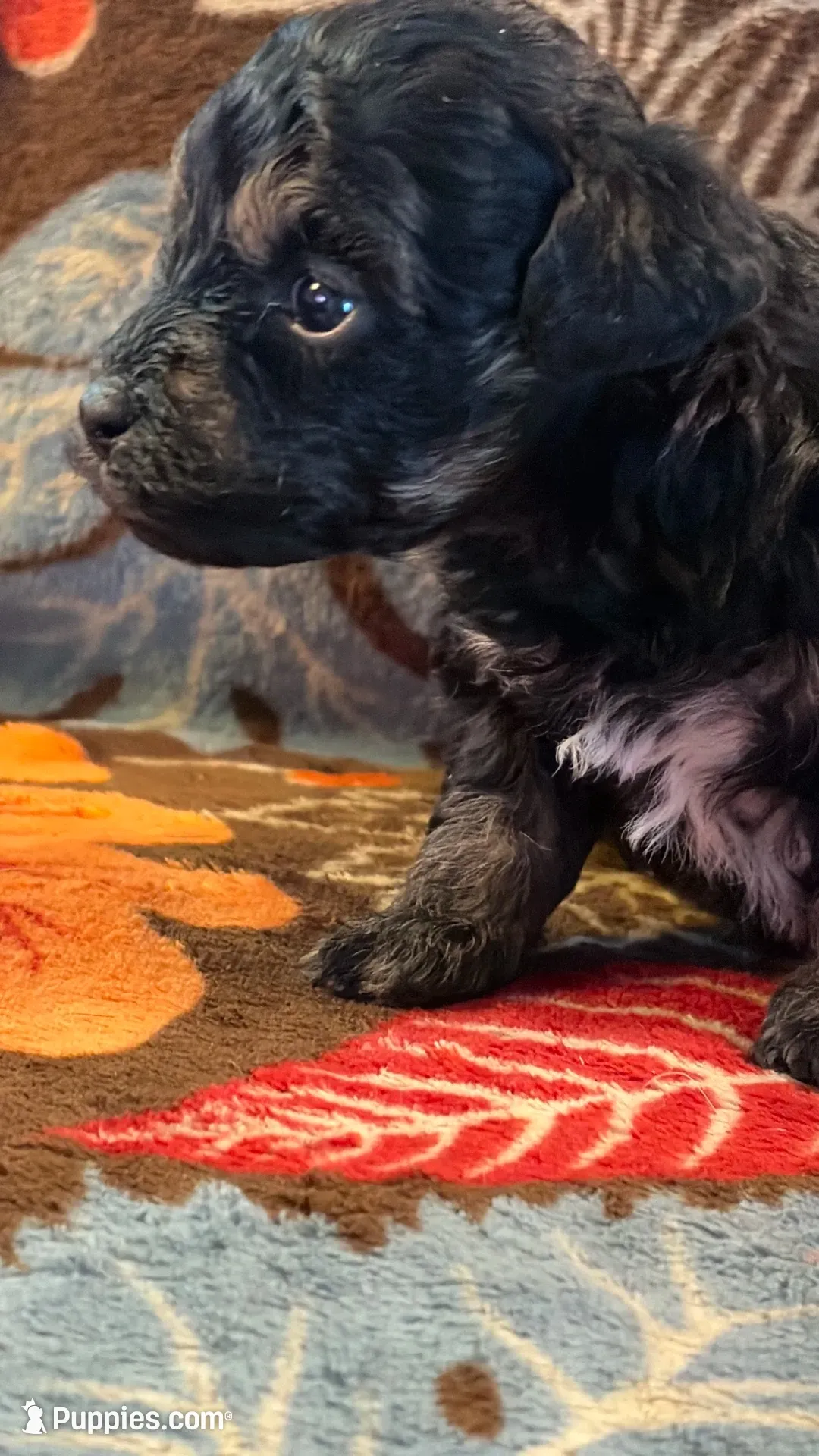Tucker, a male Havapoo for sale in Colorado Springs, CO – 2 of 6