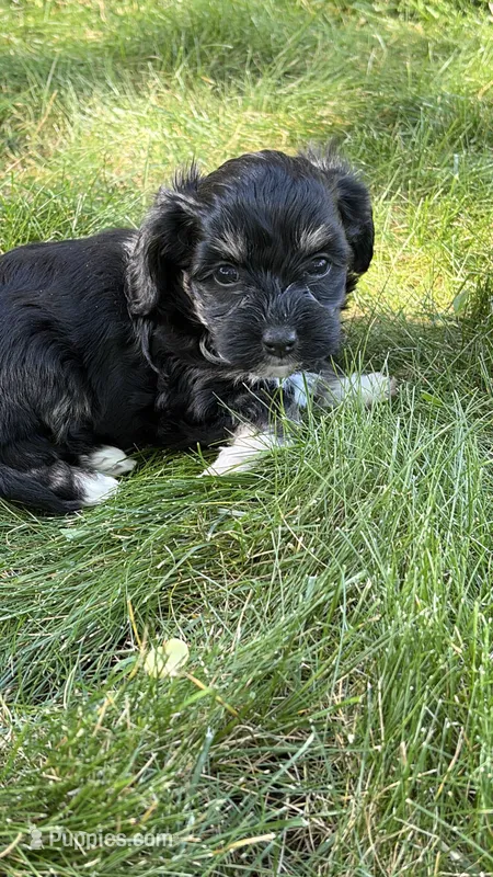 Mittens – Havapoo puppy for sale in Colorado Springs, CO