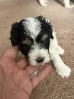 Mary, a female Cavapoo and Havapoo for sale in Colorado Springs, CO – Photo 3 of 4