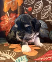 Socks, a male Havapoo for sale in Colorado Springs, CO – 2 of 10