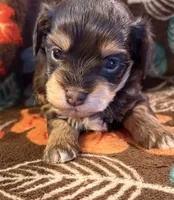 Jill, a female Havapoo for sale in Colorado Springs, CO – 2 of 6