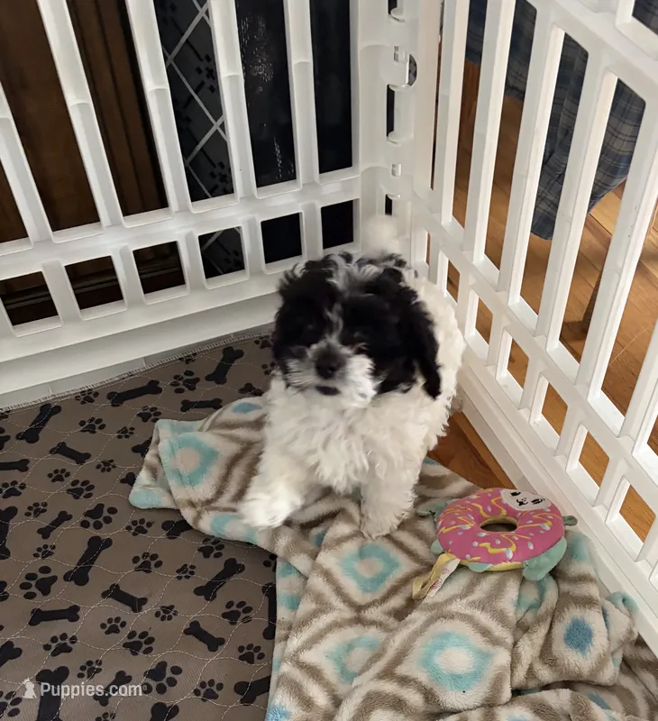 Curly – Cavapoo, Havapoo puppy for sale in Colorado Springs, CO