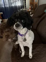 Curly, a female Cavapoo and Havapoo for sale in Colorado Springs, CO – Photo 3 of 3