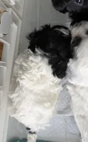 Curly, a female Cavapoo and Havapoo for sale in Colorado Springs, CO – Photo 2 of 3