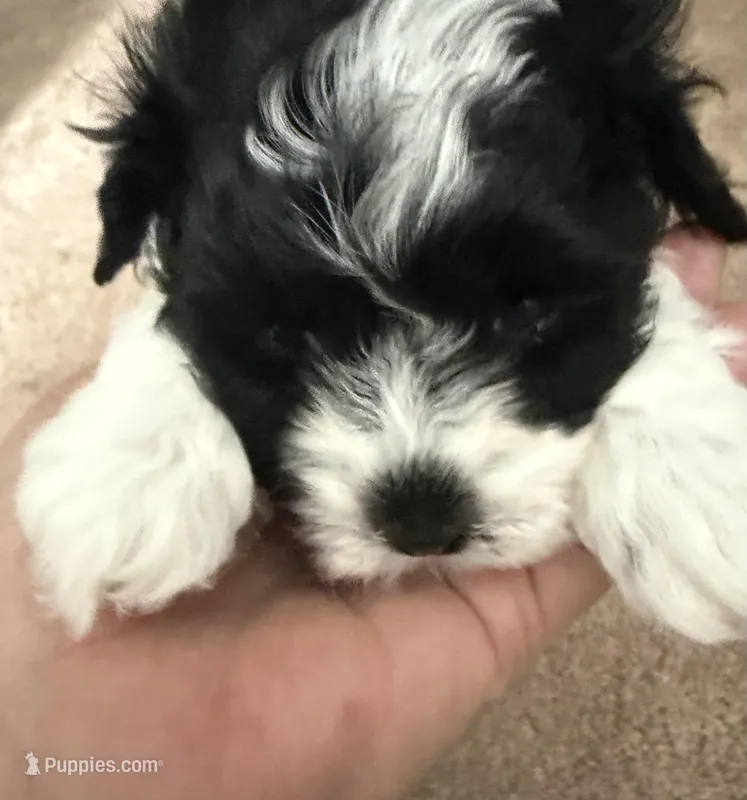 Curly, a female Cavapoo and Havapoo for sale in Colorado Springs, CO – Photo 1 of 3