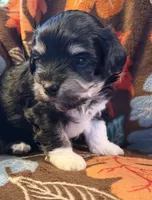 Socks, a male Havapoo for sale in Colorado Springs, CO – 5 of 10