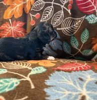 Mittens, a female Havapoo for sale in Colorado Springs, CO – 4 of 7
